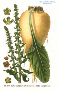 Sfecla de zahar
