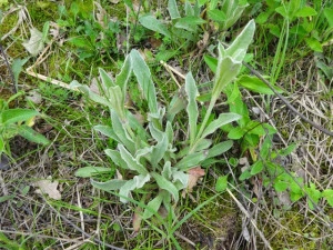 Sideritis Syriaca-Mountain tea - Img 4