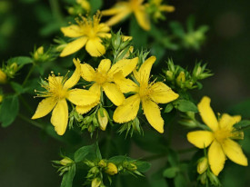 Sunatoare-Hypericum perforatum