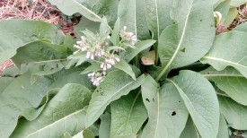 Tataneasa-Symphytum officinale - Img 4