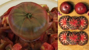 Tomate Black from Tula