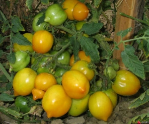 Tomate Lemon Tree - Img 3