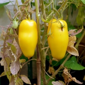 Tomate Roman Candle - Img 2