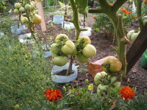 Tomate soi Romanesc UNIREA