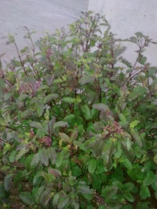Tulsi-Ocimum tenuiflorum - Img 2