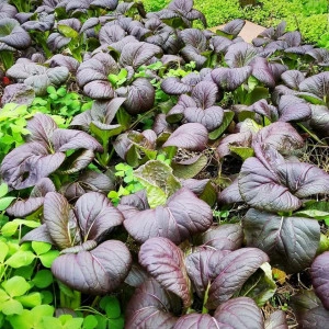 Varza chinezeasca Pak Choi Rubi F1 - Img 2
