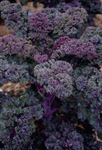 Varza Kale mov - Img 3