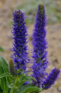 Veronica Porphyriana - Img 2