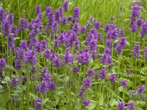 Vindecea-Stachys officinalis - Img 2