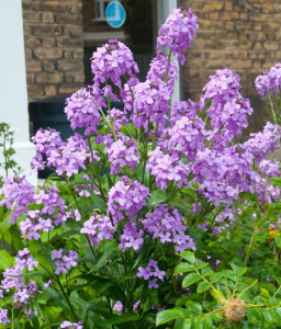Violeta de noapte-Hesperis Matronalis