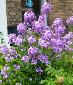 Violeta de noapte-Hesperis Matronalis - Img 2