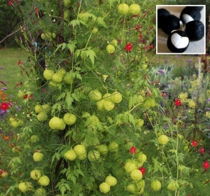 Vita de balon-Cardiospermum halicacabum