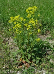 Winter Cress-Barbarea Vulgaris