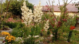Yucca filamentosa - Img 6