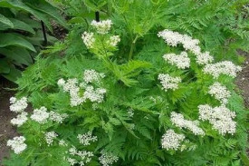 Anason-Pimpinella anisum