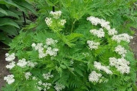 Anason-Pimpinella anisum