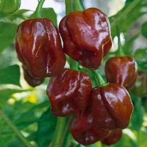 Ardei iute Habanero Chocolate - Img 1