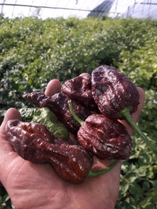 Ardei iute Trinidad Scorpion Moruga Chocolate - Img 3