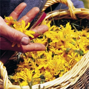 Arnica montana - Img 4