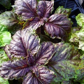 Busuioc Lettuce leaf purple