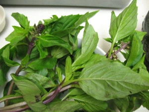Busuiocul anason-Thai basil - Img 2