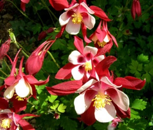 Caldarusa-Aquilegia Caerulea Rotstern