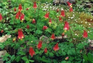Caldarusa-Aquilegia Canadensis Nana