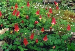 Caldarusa-Aquilegia Canadensis Nana