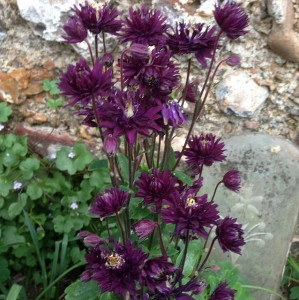 Caldarusa-Aquilegia vulgaris Black Barlow - Img 2