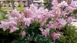 Caldarusa-Aquilegia Vulgaris Pink - Img 2