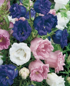 Campanula Medium Canterbury Bells double mix - Img 2