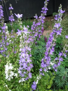 Campanula Pyramidalis mix