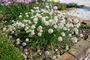 Ceapa de tuns-Chives - Img 5