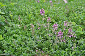 Cimbrisor-Thymus serpyllum - Img 3