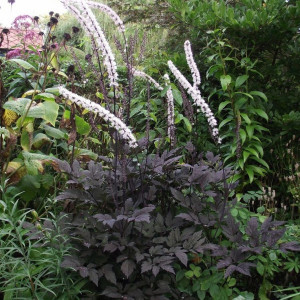 Cimicifuga Racemosa Atropurpurea