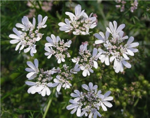 Coriandru-Coriandrum sativum - Img 4