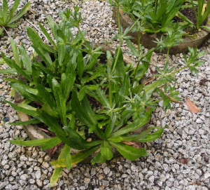 Coriandru Mexican-Eryngium Foetidum