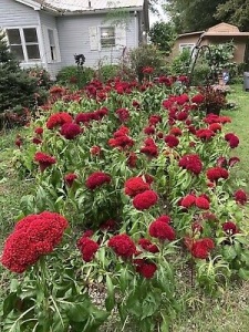 Creasta cocosului batuta-Celosia Argentea Cristata Red King