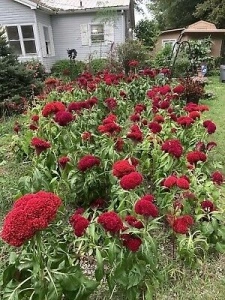 Creasta cocosului batuta-Celosia Argentea Cristata Red King - Img 2