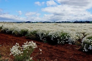 Crizantema sălbatică-Tanacetum cinerariifolium