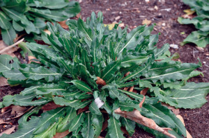 Drobusor-Isatis Tinctoria