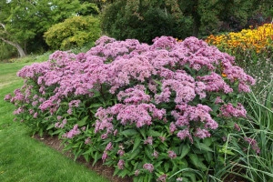Eupatorium Maculatum Atropurpureum - Img 2