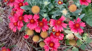 Gaillardia Aristata Arizona Red - Img 3