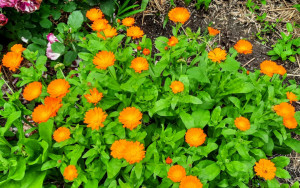 Galbenele-Calendula officinalis
