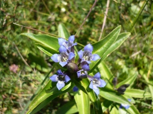 Gentiana Cruciata - Img 5