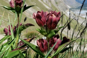 Gentiana Purpurea - Img 4