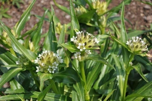 Gentiana Tibetica - Img 4