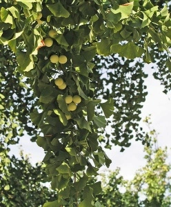 Ginkgo Biloba - Img 2