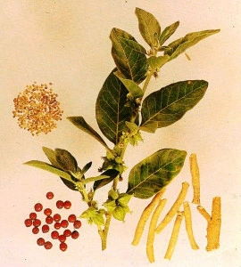 Ginseng Indian-Ashwaganda-Withania somnifera - Img 5