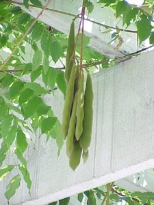 Glicina mov-Wisteria floribunda